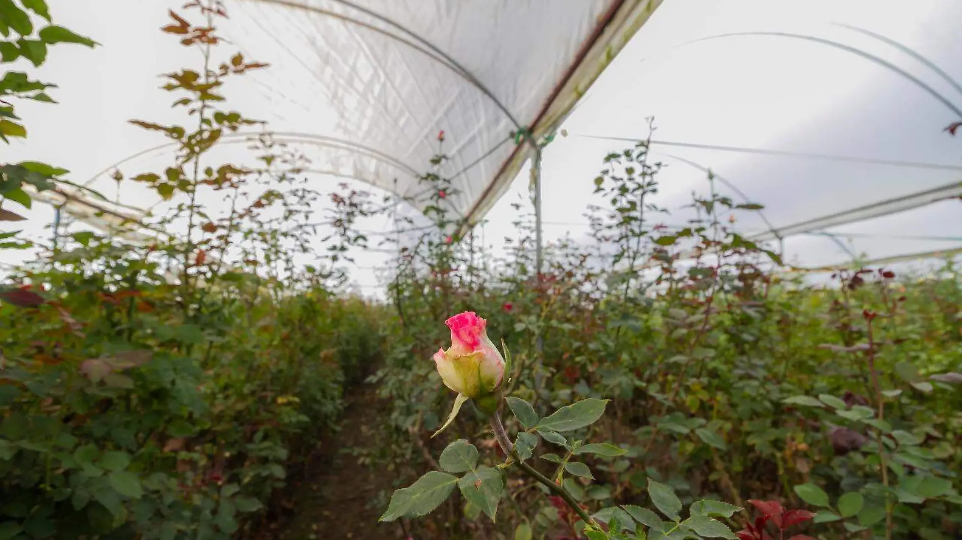 Uno de los gremios m_s afectados por la pandemia Covid-19 ha sido el floricultor de la